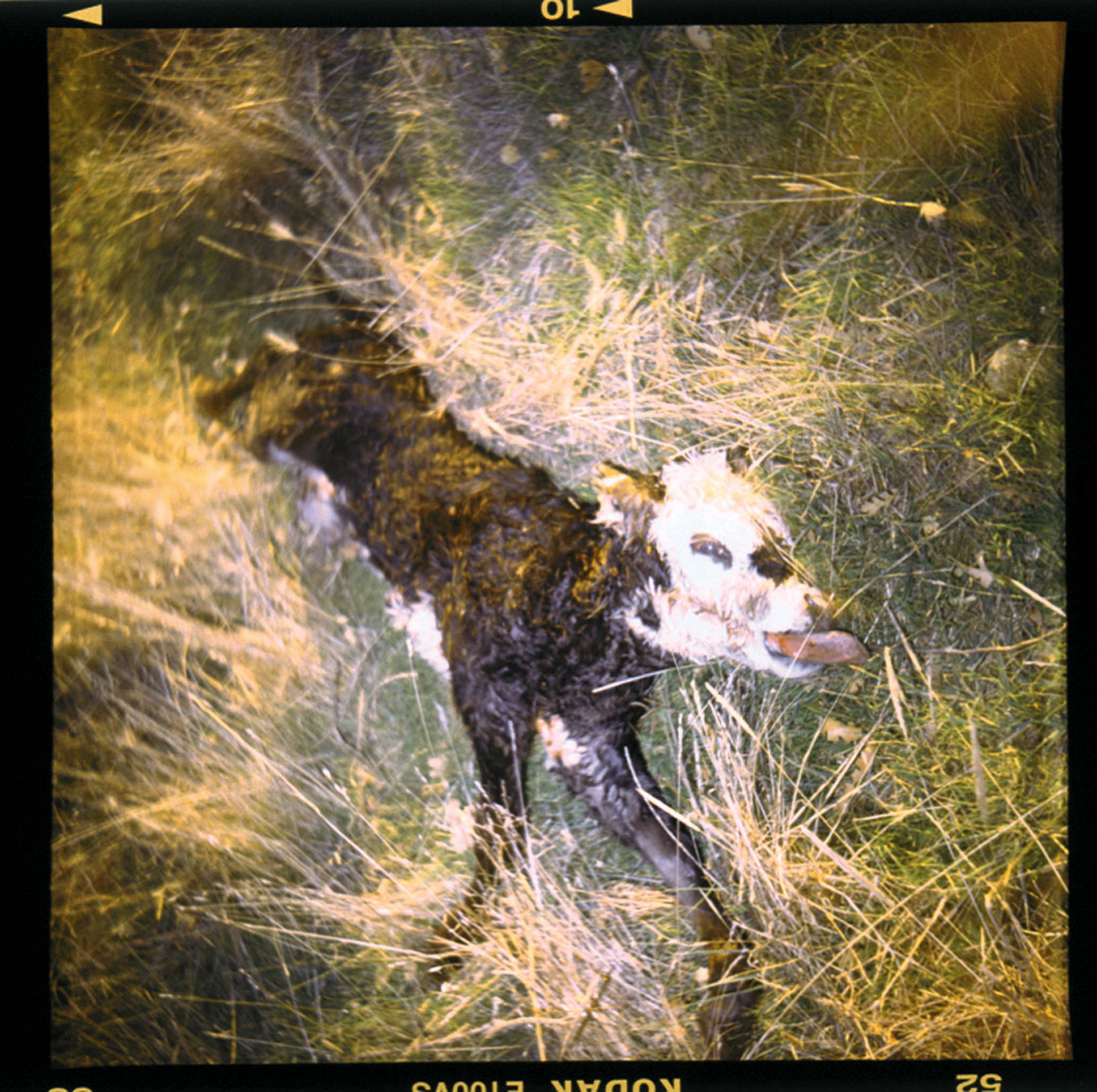 dead baby cow