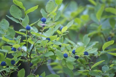 Wild Blue Berry bush