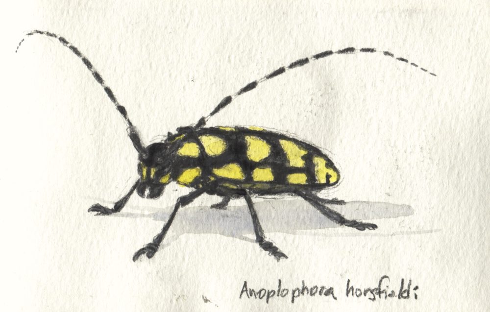 spotted longhorn beetle