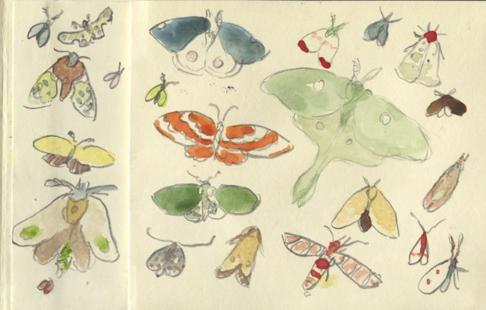 watercolor moths