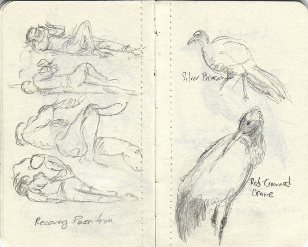 first air and zoo sketches