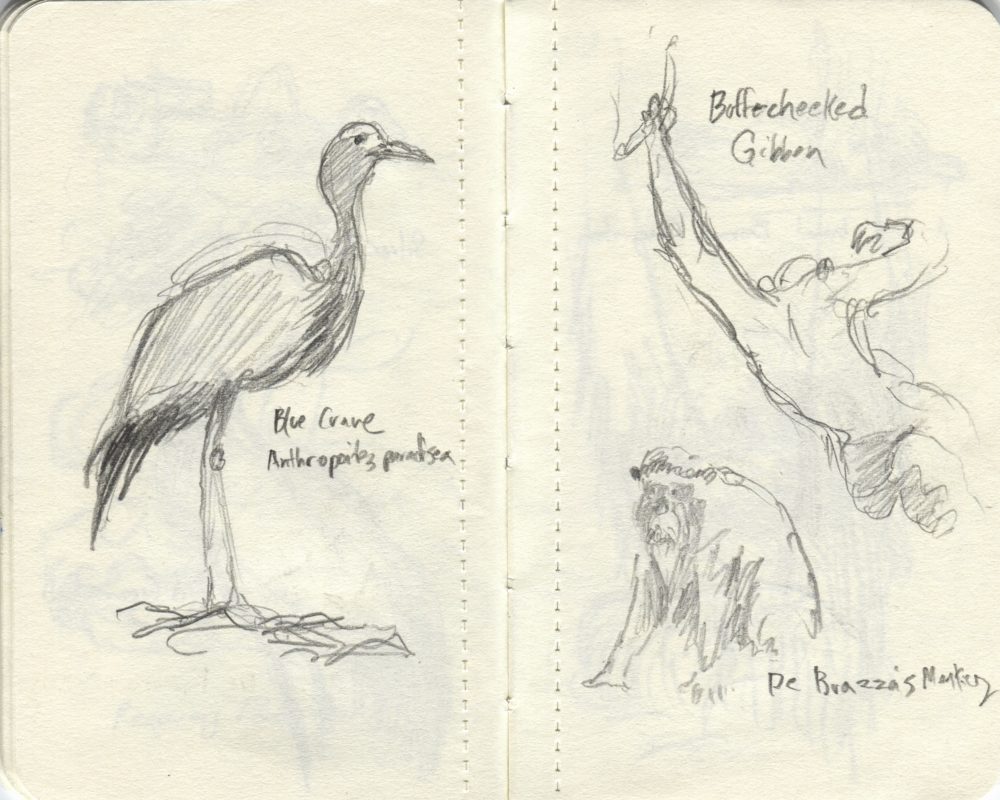 bird and monkey sketches