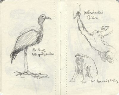 zoo sketches